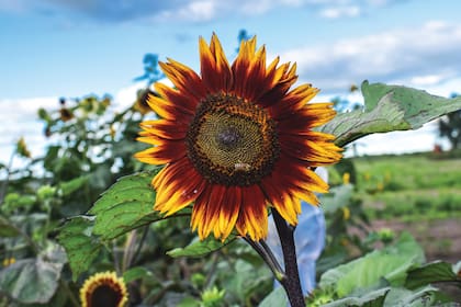 ¿Cómo ayuda la semilla de girasol a cuidar el sistema nervioso?
