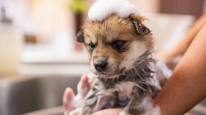 ¿Cómo bañar a tu perro de manera correcta dependiendo del pelaje?