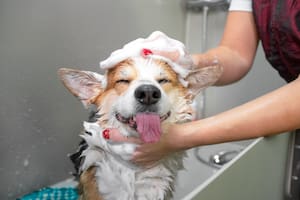 Cómo bañar a tu perro de manera correcta dependiendo del pelaje