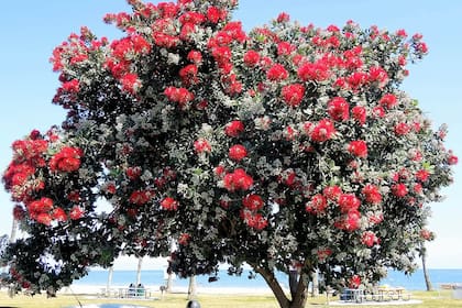 ¿Cómo celebran la Navidad en Nueva Zelanda? Con calor y un árbol muy particular