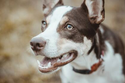 Cómo combatir la halitosis canina