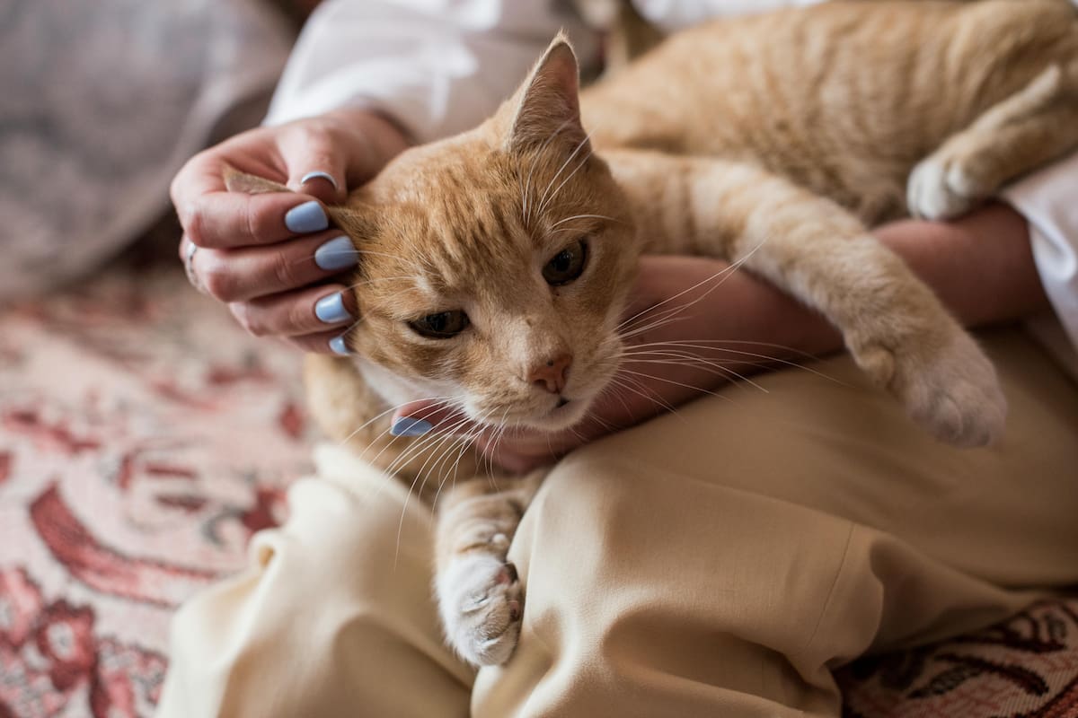 Cómo comunicarse efectivamente con los gatos