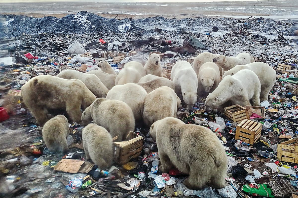 Como consecuencia del derretimiento de los glaciares, un grupo de osos polares debieron buscar alimentos en un basurero cerca de la aldea de Belushya Guba, Rusia