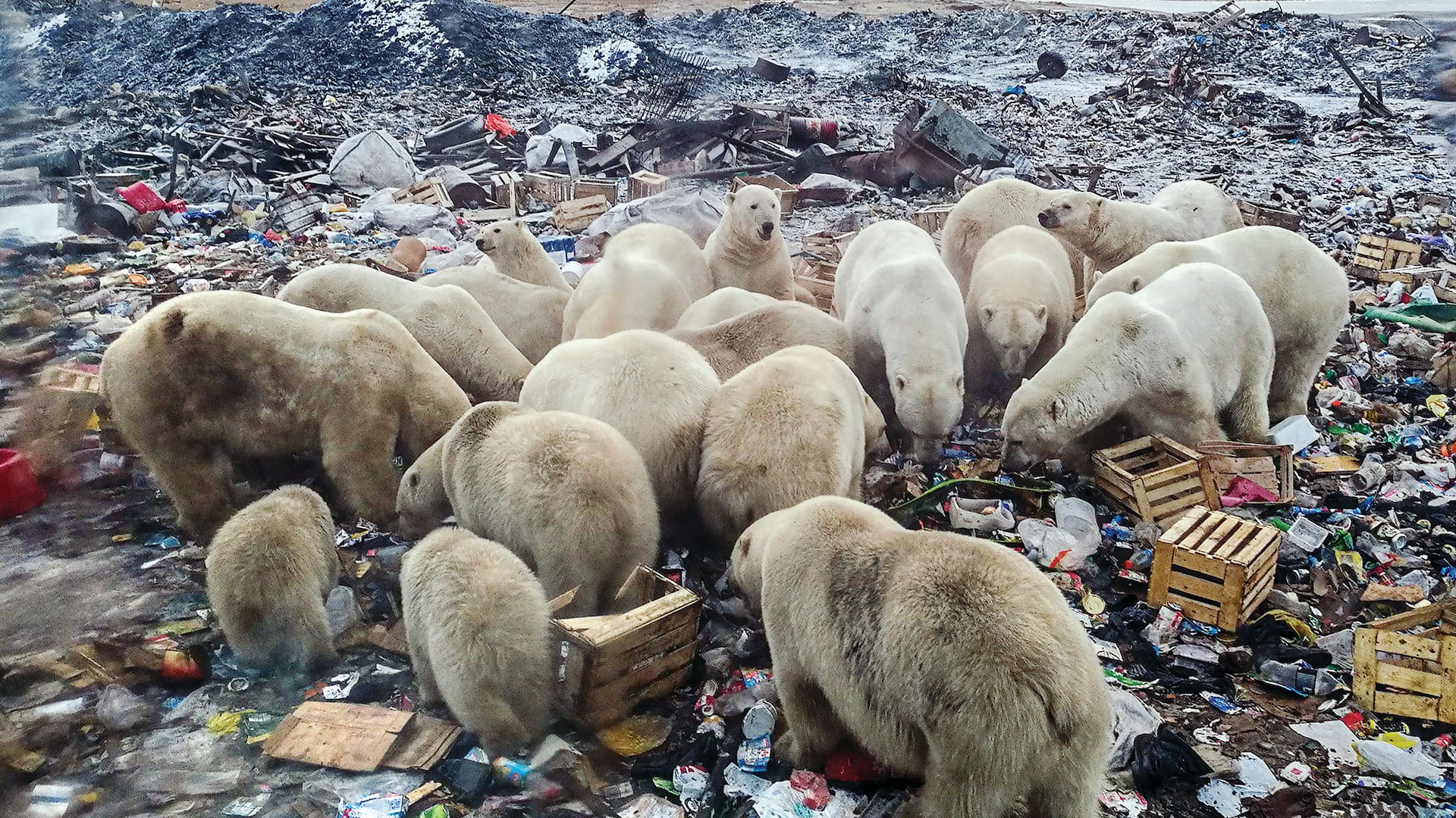 Como consecuencia del derretimiento de los glaciares, un grupo de osos polares debieron buscar alimentos en un basurero cerca de la aldea de Belushya Guba, Rusia