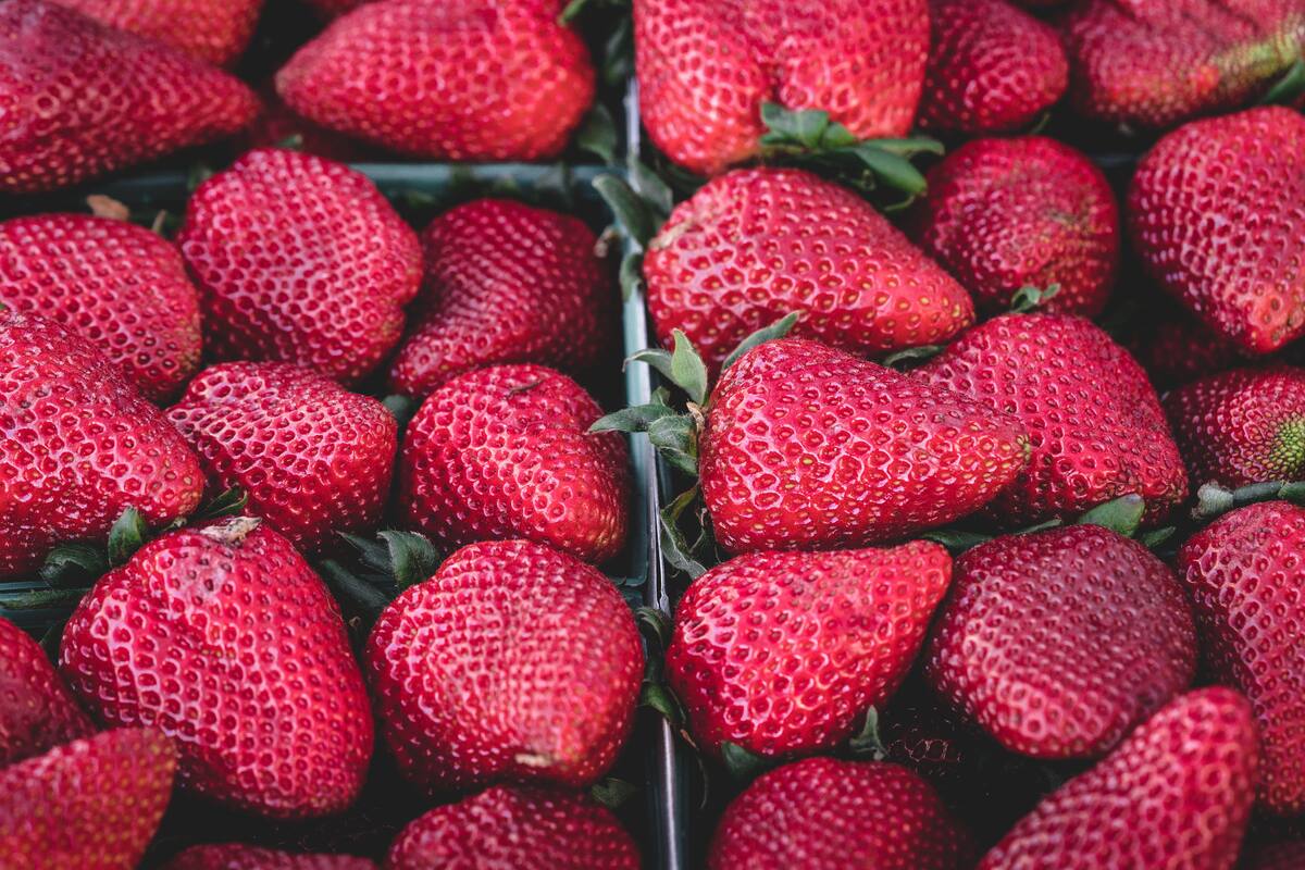 Cómo conservar las frutillas