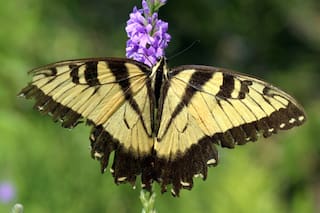 Cómo crear un hábitat seguro para orugas y otros insectos beneficiosos en tu jardín