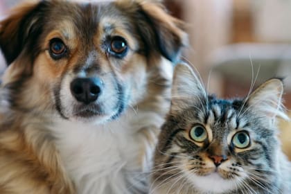 Cómo cuidar a nuestras mascotas en momentos de urgencia y pánico es fundamental (Foto: Grok)