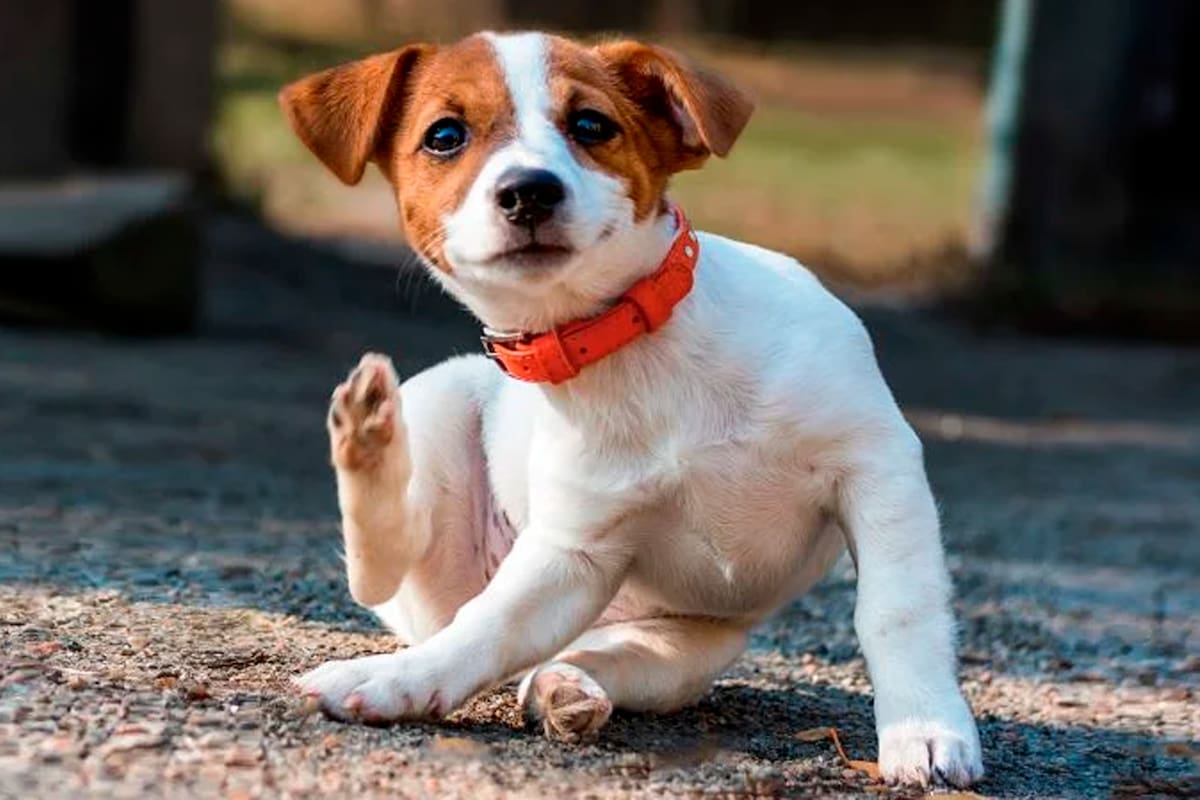 Cómo cuidar a nuestros perros de los ácaros