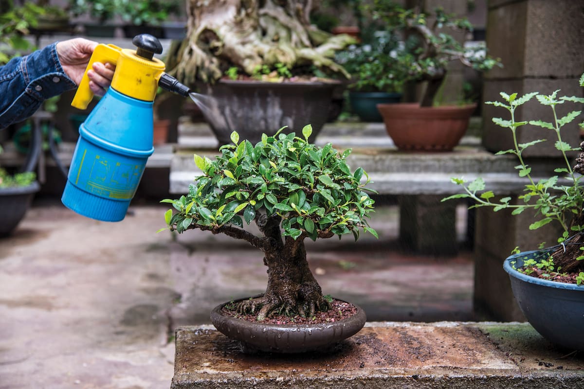 Cómo cuidar un bonsai