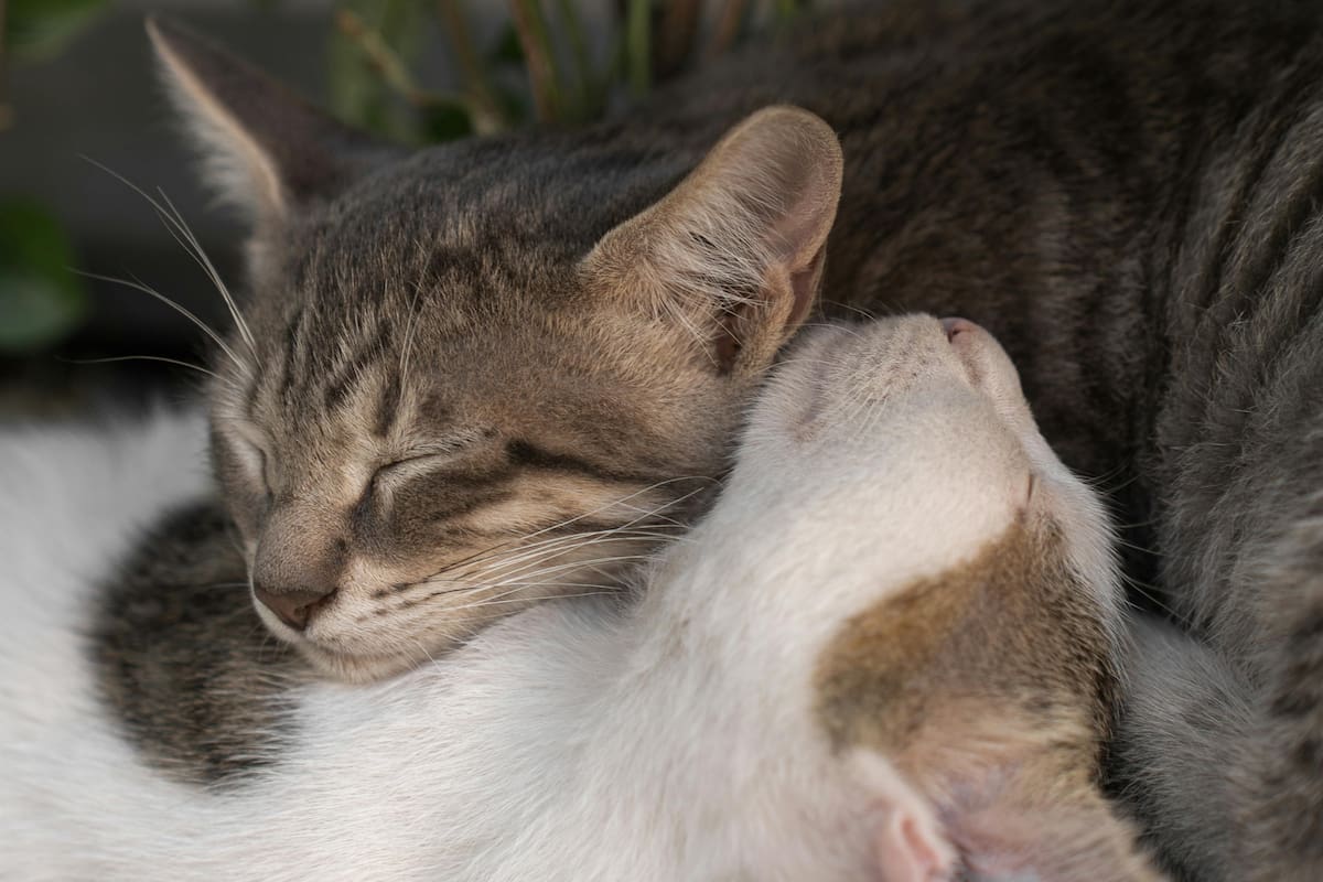 Cómo darse cuénta cuando un gato está cerca del fin