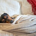 Cómo identificar si tu perro tiene frío en invierno y proteger su salud