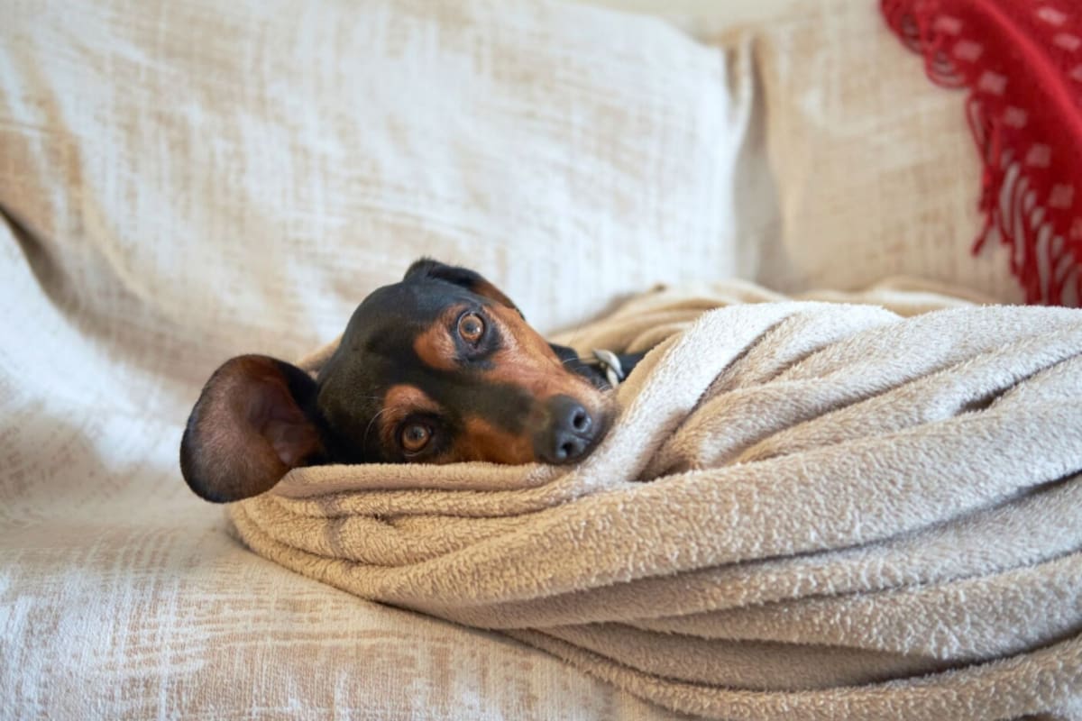 Cómo darte cuenta si tu perro está pasando frío durante el invierno (Foto: Freepik)