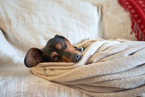 Cómo identificar si tu perro tiene frío en invierno y proteger su salud