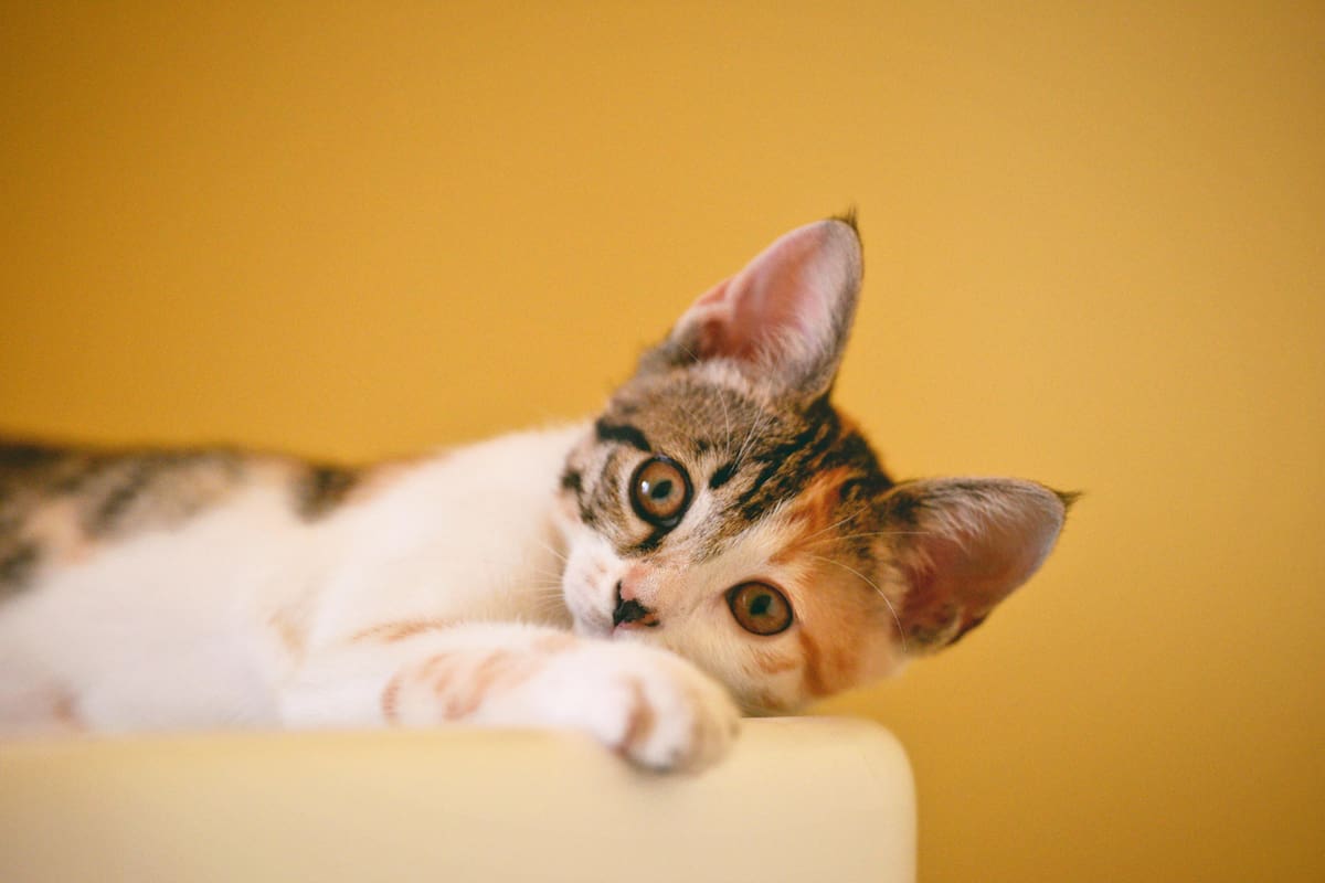Cómo detectar a tiempo las enfermedades más comunes que afectan a las orejas de los gatos