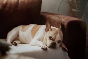 Cómo detectar a tiempo una enfermedad terminal en mi perro