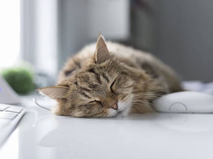 Cómo duermen los gatos cuando están enfermos