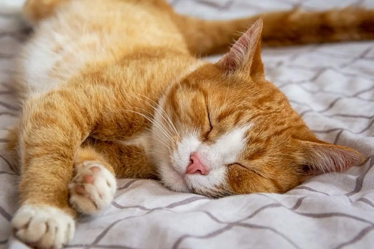 Cómo duermen los gatos cuando están enfermos