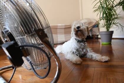 Cómo elegir la mejor cama para tu perro según su raza y tamaño