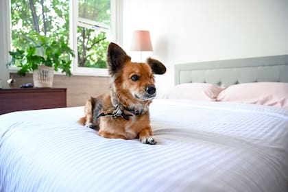 Cómo elegir la mejor cama para tu perro según su raza y tamaño