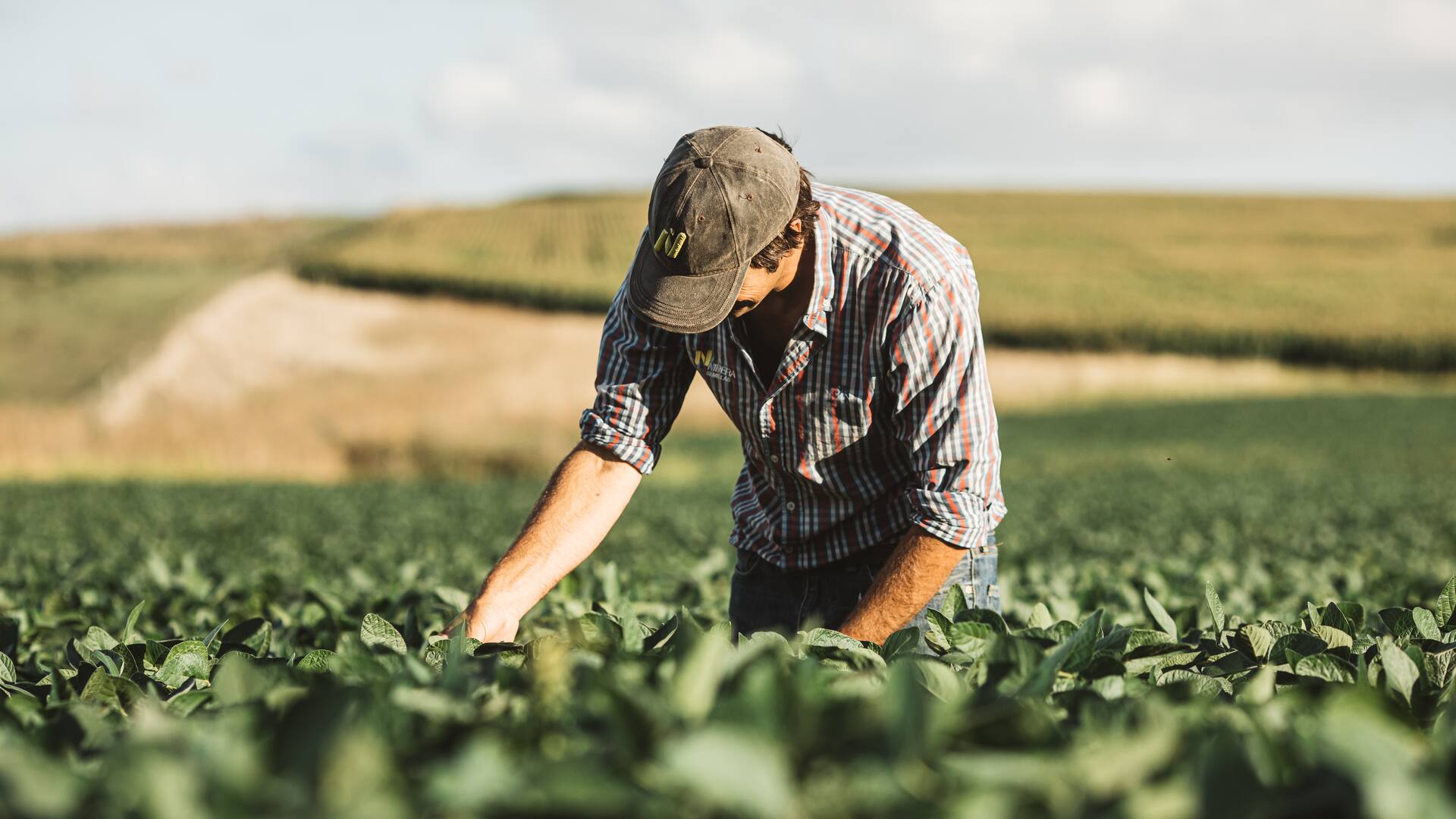 Cómo elegir la variedad de soja ideal para esta campaña.