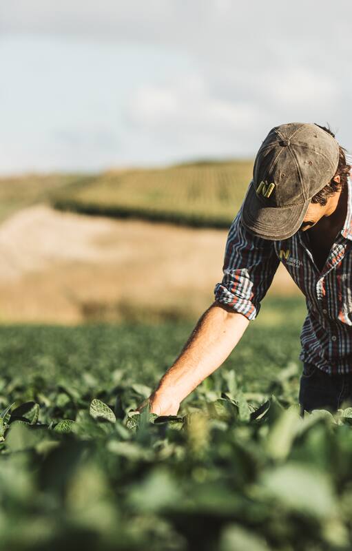 Cómo elegir la variedad de soja ideal para esta campaña.