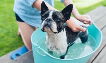 Cómo eliminar las pulgas de tu mascota de manera fácil y rápida