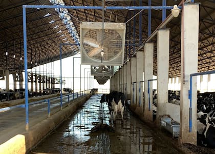 Como empresarios, los Giraudo buscan ser autosustentables con la materias primas para la alimentación de las vacas
