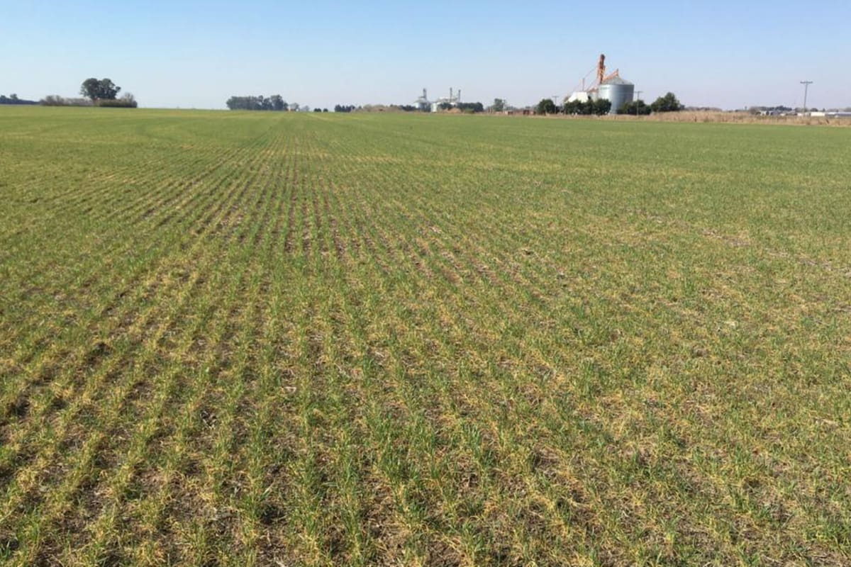 Como en Córdoba, en Santa Fe el trigo también está complicado. Así está a 50 km de Rosario en la zona de Fuentes, Casilda, Mugueta y Zavalla