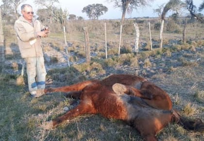 Como en este caso de 2020, productores denunciaron casos de vacas y caballos muertos con cortes quirúrgicos