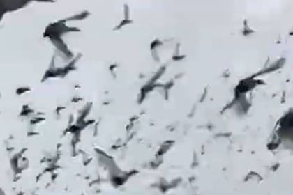 Como en la película "Los Pájaros", de Alfred Hitchcock, un hombre ruso filmó el momento exacto en que una gran bandada de miles de patos salía volando de uno de los pantanos de Astracán, en las orillas del mar Caspio