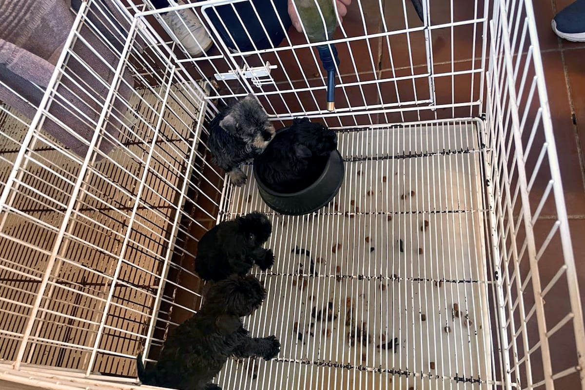 Como en otros criaderos (foto), los perros del caso llevado a juicio vivían en espacios pequeños y rodeados de haces