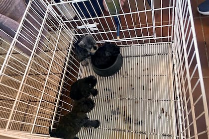 Como en otros criaderos (foto), los perros del caso llevado a juicio vivían en espacios pequeños y rodeados de haces
