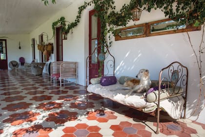 Como en un cuadro, Olga, una Borzoi, descansa en uno de los camastros de hierro de la galería. Esta galga y su hermana Anastasia quedaron huérfanas cuando su tutor murió.