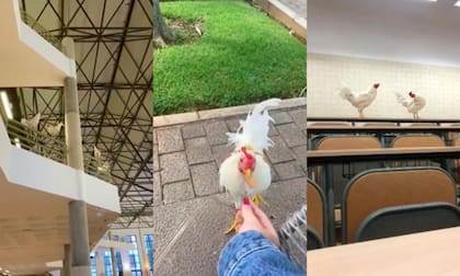 Como en una granja cumplen su papel de cacarear sin parar, interrumpiendo en ocasiones las clases (Foto: TikTok @informativost5)