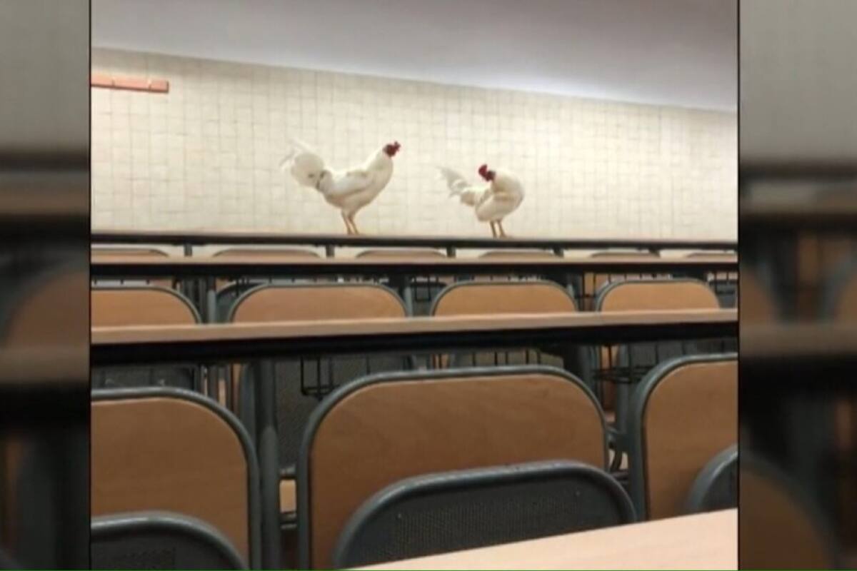 Como en una granja cumplen su papel de cacarear sin parar, interrumpiendo en ocasiones las clases (Foto: TikTok @informativost5)