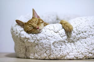 Un experto explicó cómo enseñarle a tu gato a dormir en su cama