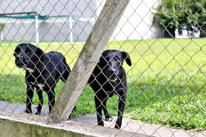 La AFIP busca perros juguetones, con buena resistencia física y salud