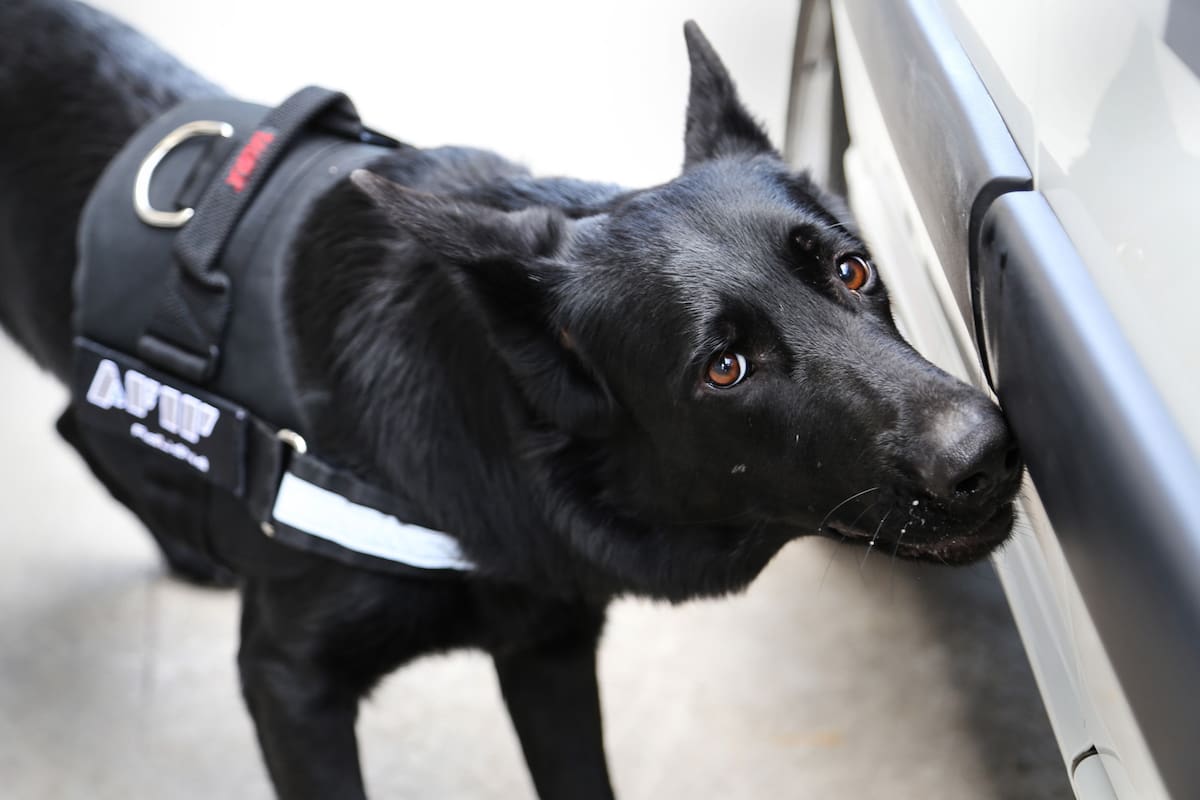 Cómo entrena la AFIP a los perros que detectan dólares