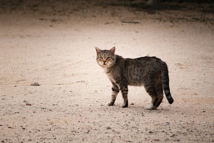 Cómo es el proceso para rescatar un gato de la vía pública