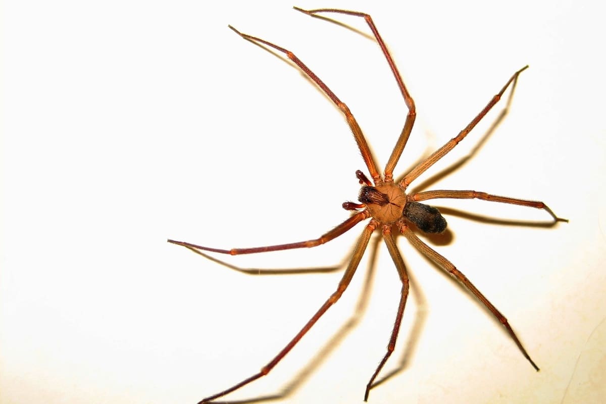 Cómo es la araña de rincón y cuán mortal es su picadura