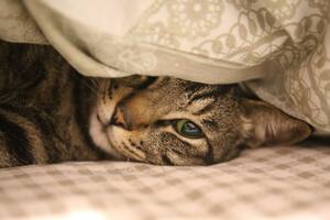 Cómo es la personalidad de cada raza de gato y cómo identificar el ideal para tu familia