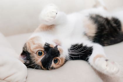 Cómo es la personalidad de cada raza de gato y cómo identificar el ideal para tu familia