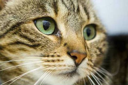 ¿Cómo evitar que tu gato esterilizado engorde?