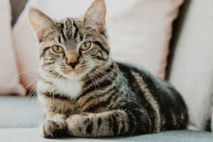 ¿Cómo expresa un gato el afecto por su dueño?