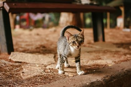 Cómo expresan amor los gatos y cómo eligen a su humano favorito