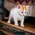 Cómo expresan amor los gatos y cómo eligen a su humano favorito