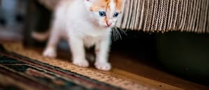 Cómo expresan amor los gatos y cómo eligen a su humano favorito