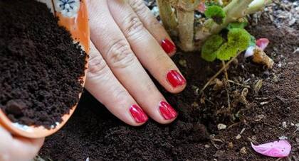 El café molido puede funcionar como repelente natural de insectos
