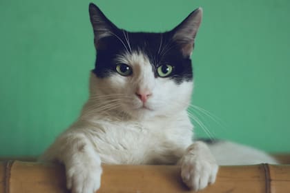 Cómo funciona la memoria de un gato
