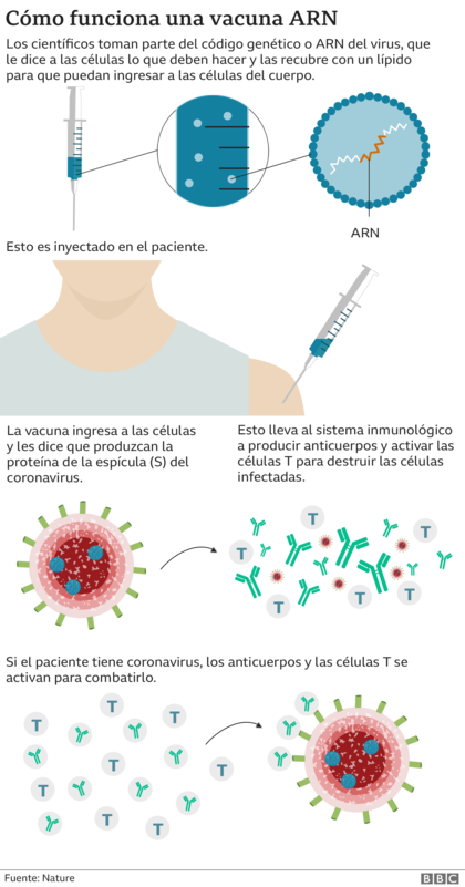 Cómo funciona una vacuna ARN